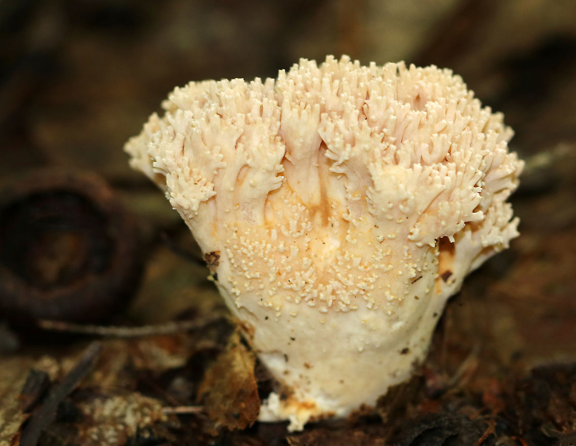 Ramaria sp. Probably Ramaria sp.<br />
<br />
Habitat: Mixed forest; possibly growing on rotten, buried wood. Geotagged,Ramaria,Summer,United States,fungus,mushroom