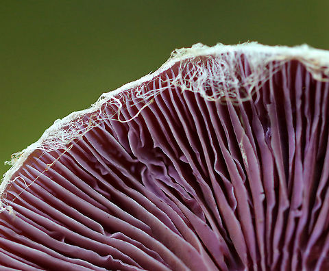 Pearly Webcap - Cortinarius alboviolaceus Dry, satiny mushroom with purple gills.

Habitat: Mixed forest
https://www.jungledragon.com/image/91489/pearly_webcap_-_cortinarius_alboviolaceus.html
https://www.jungledragon.com/image/91487/pearly_webcap_-_cortinarius_alboviolaceus.html Cortinarius,Cortinarius alboviolaceus,Geotagged,Pearly Webcap,Summer,United States,fungus,mushroom,webcap