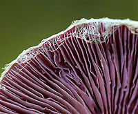 Pearly Webcap - Cortinarius alboviolaceus Dry, satiny mushroom with purple gills.<br />
<br />
Habitat: Mixed forest<br />
https://www.jungledragon.com/image/91489/pearly_webcap_-_cortinarius_alboviolaceus.html<br />
https://www.jungledragon.com/image/91487/pearly_webcap_-_cortinarius_alboviolaceus.html Cortinarius,Cortinarius alboviolaceus,Geotagged,Pearly Webcap,Summer,United States,fungus,mushroom,webcap