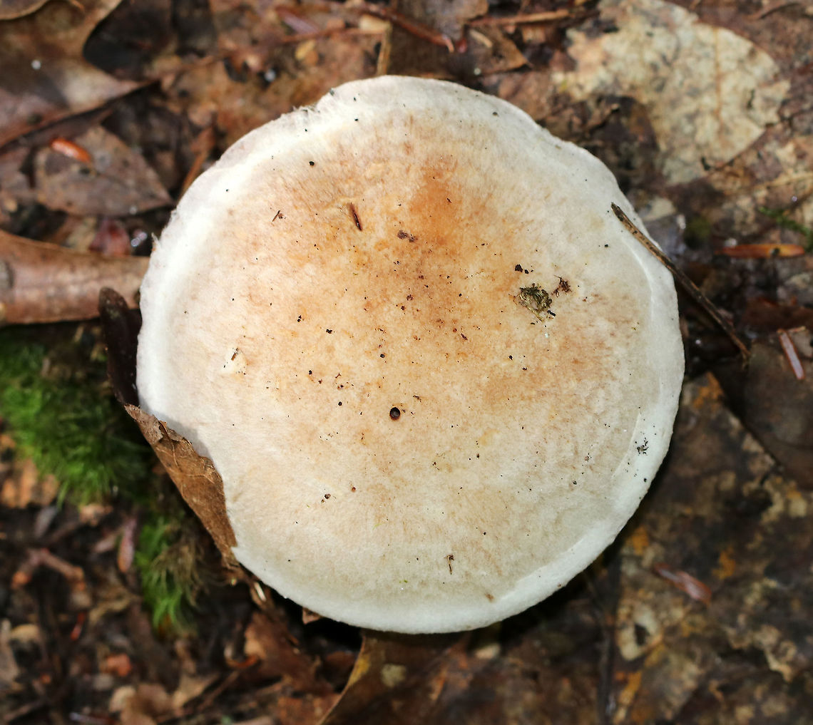 Pearly Webcap - Cortinarius alboviolaceus Dry, satiny mushroom with purple gills.<br />
<br />
Habitat: Mixed forest<br />
<figure class="photo"><a href="https://www.jungledragon.com/image/91486/pearly_webcap_-_cortinarius_alboviolaceus.html" title="Pearly Webcap - Cortinarius alboviolaceus"><img src="https://s3.amazonaws.com/media.jungledragon.com/images/3232/91486_thumb.jpg?AWSAccessKeyId=05GMT0V3GWVNE7GGM1R2&Expires=1759968010&Signature=i7VsSia9vFj%2FpfBArO3CMSqiBck%3D" width="200" height="166" alt="Pearly Webcap - Cortinarius alboviolaceus Dry, satiny mushroom with purple gills.<br />
<br />
Habitat: Mixed forest<br />
https://www.jungledragon.com/image/91489/pearly_webcap_-_cortinarius_alboviolaceus.html<br />
https://www.jungledragon.com/image/91487/pearly_webcap_-_cortinarius_alboviolaceus.html Cortinarius,Cortinarius alboviolaceus,Geotagged,Pearly Webcap,Summer,United States,fungus,mushroom,webcap" /></a></figure><br />
<figure class="photo"><a href="https://www.jungledragon.com/image/91489/pearly_webcap_-_cortinarius_alboviolaceus.html" title="Pearly Webcap - Cortinarius alboviolaceus"><img src="https://s3.amazonaws.com/media.jungledragon.com/images/3232/91489_thumb.jpg?AWSAccessKeyId=05GMT0V3GWVNE7GGM1R2&Expires=1759968010&Signature=xg3U2oEPQU7HHYehrDGLCzdBgFM%3D" width="200" height="182" alt="Pearly Webcap - Cortinarius alboviolaceus Dry, satiny mushroom with purple gills.<br />
<br />
Habitat: Mixed forest<br />
https://www.jungledragon.com/image/91486/pearly_webcap_-_cortinarius_alboviolaceus.html<br />
https://www.jungledragon.com/image/91487/pearly_webcap_-_cortinarius_alboviolaceus.html Cortinarius alboviolaceus,Geotagged,Summer,United States" /></a></figure> Cortinarius alboviolaceus,Geotagged,Summer,United States