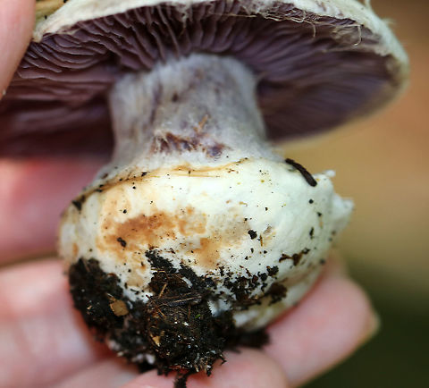 Pearly Webcap - Cortinarius alboviolaceus Dry, satiny mushroom with purple gills.

Habitat: Mixed forest
https://www.jungledragon.com/image/91486/pearly_webcap_-_cortinarius_alboviolaceus.html
https://www.jungledragon.com/image/91487/pearly_webcap_-_cortinarius_alboviolaceus.html Cortinarius alboviolaceus,Geotagged,Summer,United States