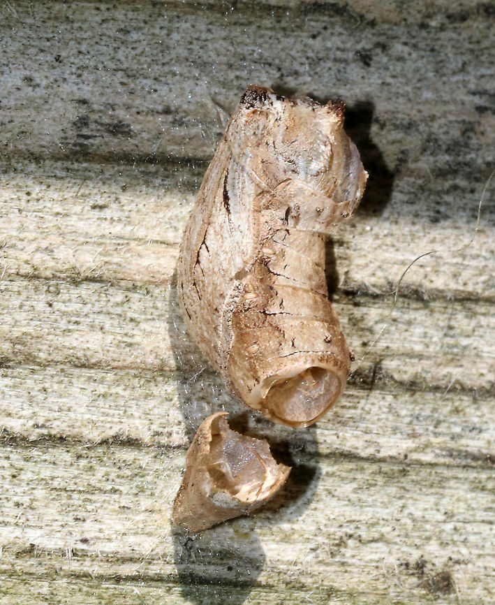 Swallowtail (Family Papilionidae) Pupal Case (Empty) I'm not sure whose pupal case this was, but since the end was pointed, I think it may have been a swallowtail.<br />
<br />
Habitat: On the edge of a fence railing Geotagged,Papilionidae,Summer,United States,butterfly pupa,chrysalis,pupa,pupal case,swallowtail