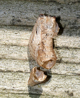 Swallowtail (Family Papilionidae) Pupal Case (Empty) I'm not sure whose pupal case this was, but since the end was pointed, I think it may have been a swallowtail.
Habitat: On the edge of a fence railing Geotagged,Papilionidae,Summer,United States,butterfly pupa,chrysalis,pupa,pupal case,swallowtail