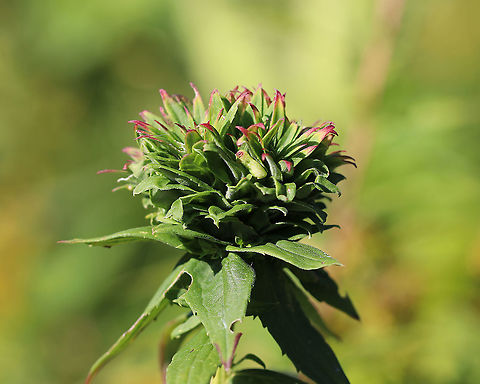 Goldenrod Bunch Gall - Rhopalomyia solidaginis Females deposit an egg at the tip of a growing plant. The larva hatches out and then secretes a chemical, which prevents the goldenrod stem from growing (although it continues to produce leaves thus a shortened bunch of leaves are formed).

Habitat: Meadow
 Geotagged,Goldenrod bunch gall,Rhopalomyia,Rhopalomyia solidaginis,Summer,United States,gall,gall midge
