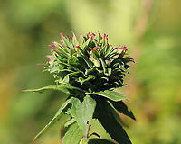 Goldenrod Bunch Gall - Rhopalomyia solidaginis Females deposit an egg at the tip of a growing plant. The larva hatches out and then secretes a chemical, which prevents the goldenrod stem from growing (although it continues to produce leaves thus a shortened bunch of leaves are formed).<br />
<br />
Habitat: Meadow<br />
 Geotagged,Goldenrod bunch gall,Rhopalomyia,Rhopalomyia solidaginis,Summer,United States,gall,gall midge