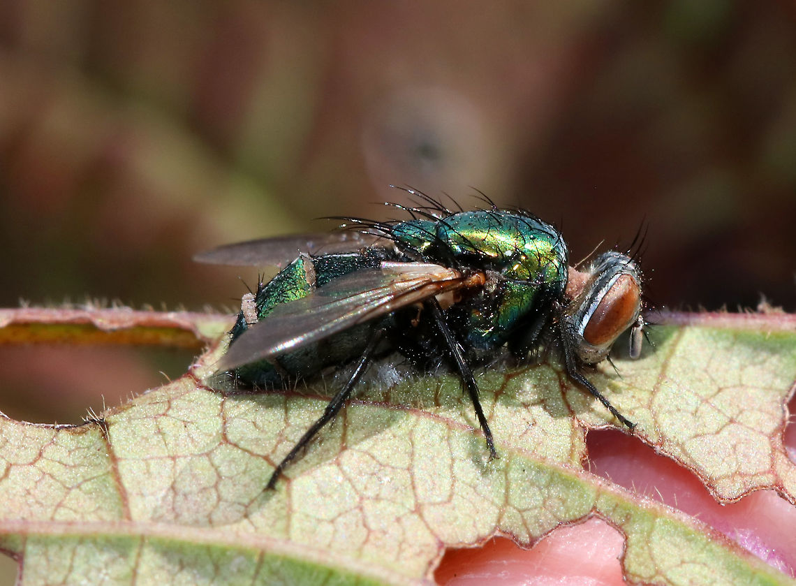 Greenbottle Fly (Lucilia sericata) Infected with Entomophthora muscae You can see the fungus emerging from the intersegmental membranes on this fly&#039;s abdomen. Gnarly! <br />
<br />
E. muscae has potential for use as a biocontrol agent, but there are some technical problems preventing its use.<br />
<br />
Habitat: Infected fly was stuck to a leaf in a rural garden.<br />
<figure class="photo"><a href="https://www.jungledragon.com/image/91514/greenbottle_fly_lucilia_sericata_infected_with_entomophthora_muscae.html" title="Greenbottle Fly (Lucilia sericata) Infected with Entomophthora muscae"><img src="https://s3.amazonaws.com/media.jungledragon.com/images/3232/91514_thumb.jpg?AWSAccessKeyId=05GMT0V3GWVNE7GGM1R2&Expires=1759968010&Signature=VmV1hwCFEalAN%2FNKe%2FrRl1Mzh0k%3D" width="200" height="176" alt="Greenbottle Fly (Lucilia sericata) Infected with Entomophthora muscae You can see the fungus emerging from the intersegmental membranes on this fly&#039;s abdomen. Gnarly!<br />
<br />
E. muscae has potential for use as a biocontrol agent, but there are some technical problems preventing its use.<br />
<br />
Habitat: Infected fly was stuck to a leaf in a rural garden.<br />
https://www.jungledragon.com/image/91513/greenbottle_fly_lucilia_sericata_infected_with_entomophthora_muscae.html Entomophthora muscae,Geotagged,Summer,United States" /></a></figure> Entomophthora,Entomophthora muscae,Geotagged,Lucilia sericata,Summer,United States,entomophthorales,fungus,greenbottle fly,pathogenic fungus
