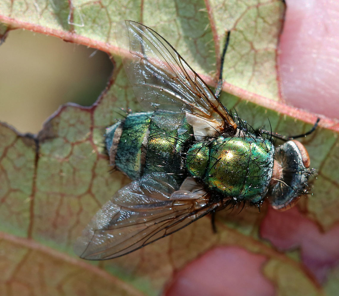Greenbottle Fly (Lucilia sericata) Infected with Entomophthora muscae You can see the fungus emerging from the intersegmental membranes on this fly's abdomen. Gnarly!<br />
<br />
E. muscae has potential for use as a biocontrol agent, but there are some technical problems preventing its use.<br />
<br />
Habitat: Infected fly was stuck to a leaf in a rural garden.<br />
<figure class="photo"><a href="https://www.jungledragon.com/image/91513/greenbottle_fly_lucilia_sericata_infected_with_entomophthora_muscae.html" title="Greenbottle Fly (Lucilia sericata) Infected with Entomophthora muscae"><img src="https://s3.amazonaws.com/media.jungledragon.com/images/3232/91513_thumb.jpg?AWSAccessKeyId=05GMT0V3GWVNE7GGM1R2&Expires=1763596810&Signature=eYX2ZdBM%2FTRViAFqVfyG49BMZxI%3D" width="200" height="148" alt="Greenbottle Fly (Lucilia sericata) Infected with Entomophthora muscae You can see the fungus emerging from the intersegmental membranes on this fly's abdomen. Gnarly! <br />
<br />
E. muscae has potential for use as a biocontrol agent, but there are some technical problems preventing its use.<br />
<br />
Habitat: Infected fly was stuck to a leaf in a rural garden.<br />
https://www.jungledragon.com/image/91514/greenbottle_fly_lucilia_sericata_infected_with_entomophthora_muscae.html Entomophthora,Entomophthora muscae,Geotagged,Lucilia sericata,Summer,United States,entomophthorales,fungus,greenbottle fly,pathogenic fungus" /></a></figure> Entomophthora muscae,Geotagged,Summer,United States