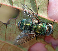Greenbottle Fly (Lucilia sericata) Infected with Entomophthora muscae You can see the fungus emerging from the intersegmental membranes on this fly's abdomen. Gnarly!<br />
<br />
E. muscae has potential for use as a biocontrol agent, but there are some technical problems preventing its use.<br />
<br />
Habitat: Infected fly was stuck to a leaf in a rural garden.<br />
https://www.jungledragon.com/image/91513/greenbottle_fly_lucilia_sericata_infected_with_entomophthora_muscae.html Entomophthora muscae,Geotagged,Summer,United States
