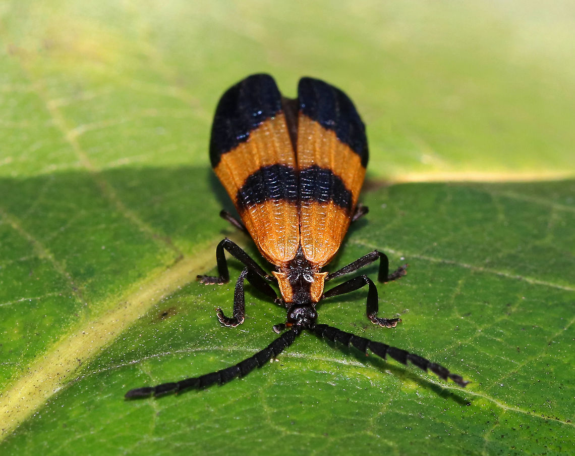 End Band Net-Wing - Calopteron terminale Middle band is reduced when compared to other members of this genus.<br />
<br />
Habitat: Meadow Calopteron,Calopteron terminale,End Band Net-Wing,Geotagged,Net-winged Beetle,Summer,United States,beetle