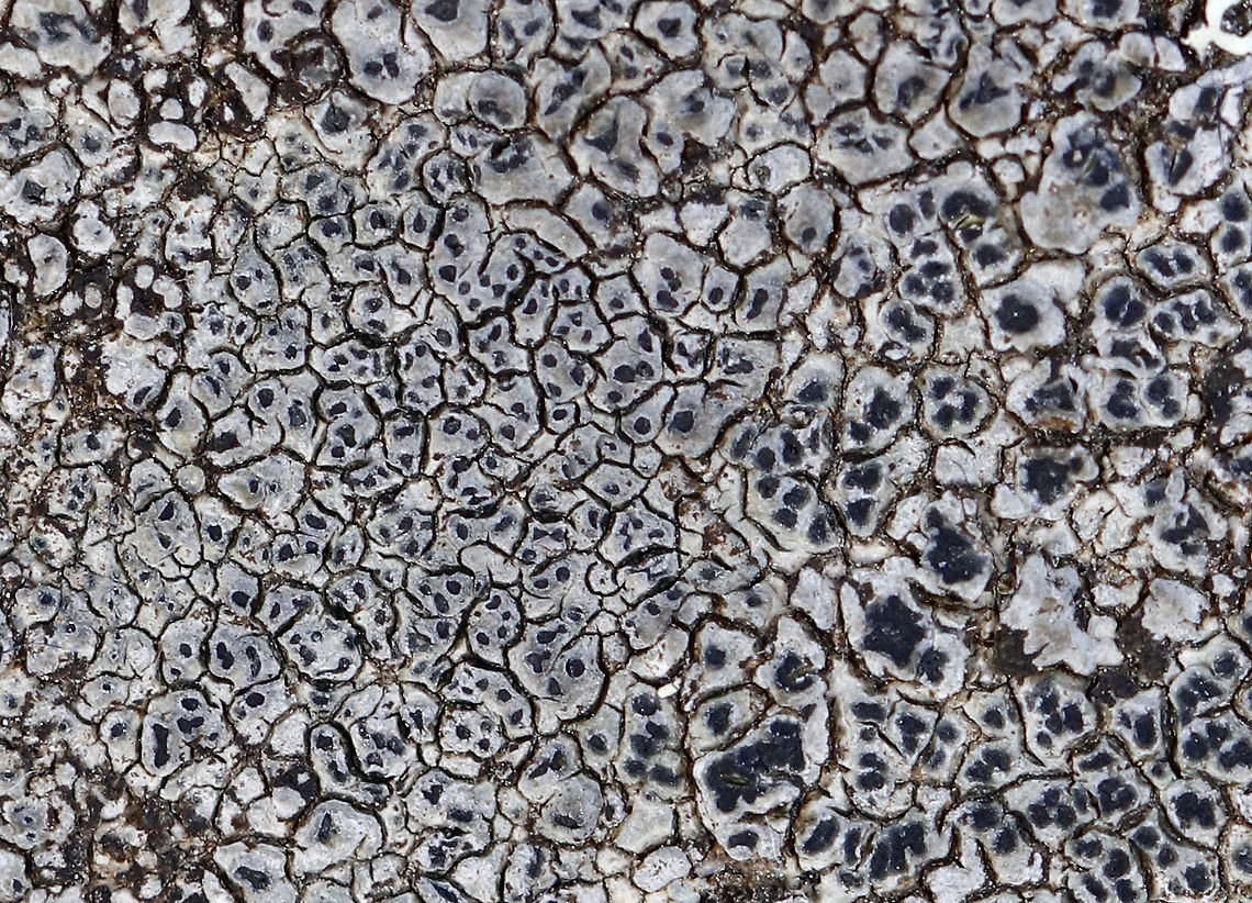 Cinder Lichen - Aspicilia cinerea Habitat: Growing on a rock slab bench at the edge of a meadow Aspicilia cinera,Aspicilia cinerea,Geotagged,Spring,United States,cinder lichen,lichen