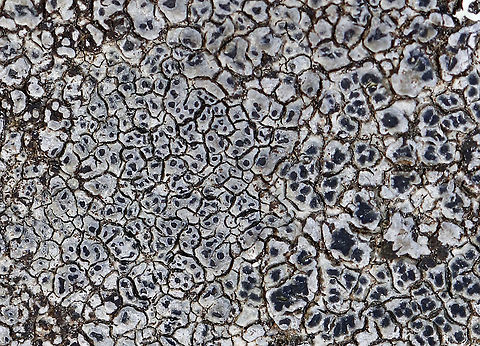 Cinder Lichen - Aspicilia cinerea Habitat: Growing on a rock slab bench at the edge of a meadow Aspicilia cinera,Aspicilia cinerea,Geotagged,Spring,United States,cinder lichen,lichen