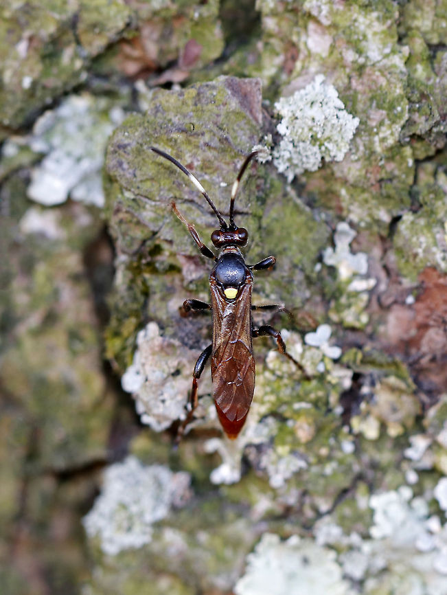 Ichneumon Wasp - Ichneumon annulatorius Habitat: On a pine tree in a field. I always see bugs on this tree! Today there were stoneflies, flies, beetles, and this wasp. Geotagged,Ichneumon,Ichneumon annulatorius,Spring,United States,wasp