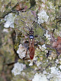 Ichneumon Wasp - Ichneumon annulatorius Habitat: On a pine tree in a field. I always see bugs on this tree! Today there were stoneflies, flies, beetles, and this wasp. Geotagged,Ichneumon,Ichneumon annulatorius,Spring,United States,wasp
