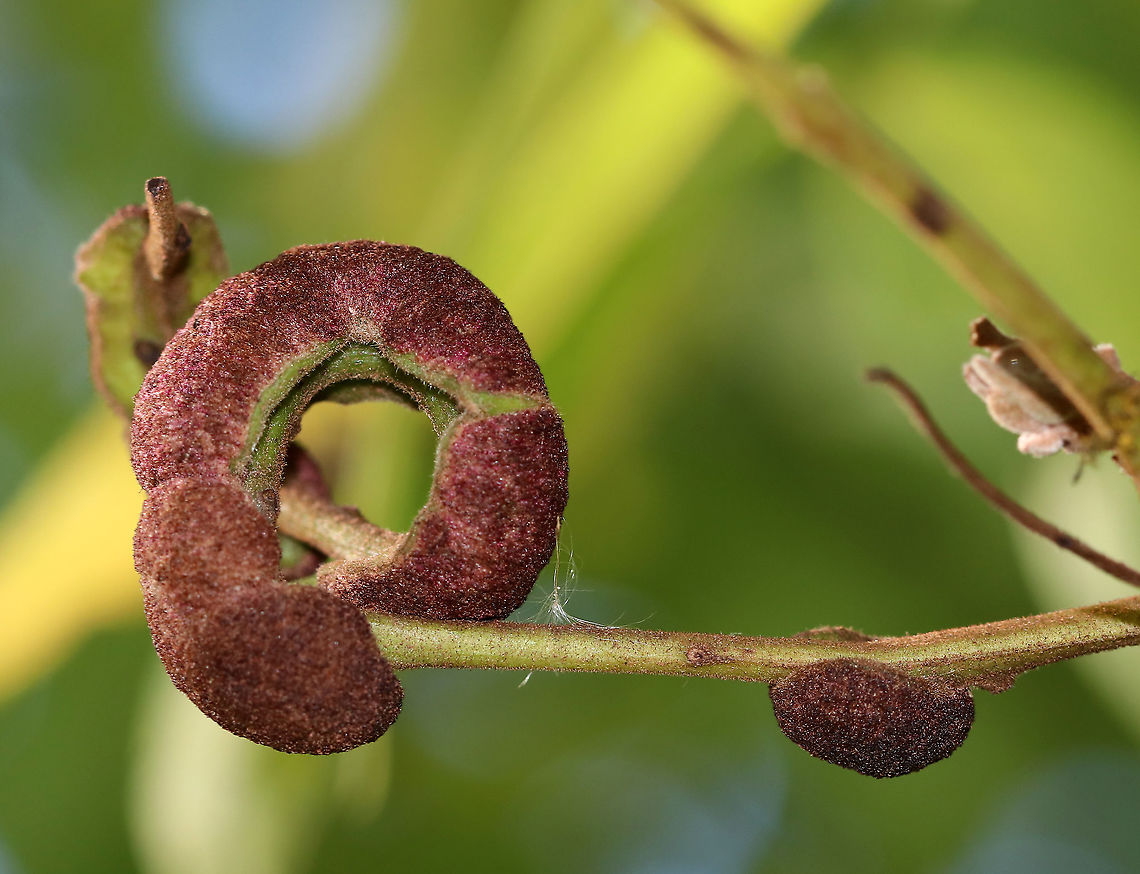 Galls on Black Walnut (Juglans nigra) - Aceria caulis This tree had a bunch of these galls on them. They were really unique.<br />
<br />
Habitat: Deciduous forest edge<br />
<figure class="photo"><a href="https://www.jungledragon.com/image/91576/galls_on_black_walnut_juglans_nigra_-_aceria_caulis.html" title="Galls on Black Walnut (Juglans nigra) - Aceria caulis"><img src="https://s3.amazonaws.com/media.jungledragon.com/images/3232/91576_thumb.jpg?AWSAccessKeyId=05GMT0V3GWVNE7GGM1R2&Expires=1759968010&Signature=OtHsVikmivrzUEKvzY2Sr78ILn8%3D" width="200" height="150" alt="Galls on Black Walnut (Juglans nigra) - Aceria caulis This tree had a bunch of these galls on them. They were really unique.<br />
<br />
Habitat: Deciduous forest edge<br />
https://www.jungledragon.com/image/91572/galls_on_black_walnut_juglans_nigra_-_aceria_caulis.html<br />
https://www.jungledragon.com/image/91575/galls_on_black_walnut_juglans_nigra_-_aceria_caulis.html Aceria caulis,Geotagged,Summer,United States" /></a></figure><br />
<figure class="photo"><a href="https://www.jungledragon.com/image/91575/galls_on_black_walnut_juglans_nigra_-_aceria_caulis.html" title="Galls on Black Walnut (Juglans nigra) - Aceria caulis"><img src="https://s3.amazonaws.com/media.jungledragon.com/images/3232/91575_thumb.jpg?AWSAccessKeyId=05GMT0V3GWVNE7GGM1R2&Expires=1759968010&Signature=0wfW23oJJ7alwgqnRR1mV9KdFXg%3D" width="128" height="152" alt="Galls on Black Walnut (Juglans nigra) - Aceria caulis This tree had a bunch of these galls on them. They were really unique.<br />
<br />
Habitat: Deciduous forest edge<br />
https://www.jungledragon.com/image/91572/galls_on_black_walnut_juglans_nigra_-_aceria_caulis.html<br />
https://www.jungledragon.com/image/91576/galls_on_black_walnut_juglans_nigra_-_aceria_caulis.html Aceria caulis,Geotagged,Summer,United States" /></a></figure> Aceria,Aceria caulis,Geotagged,Juglans,Juglans nigra,Summer,United States,black walnut,black walnut gall,gall mite,mite