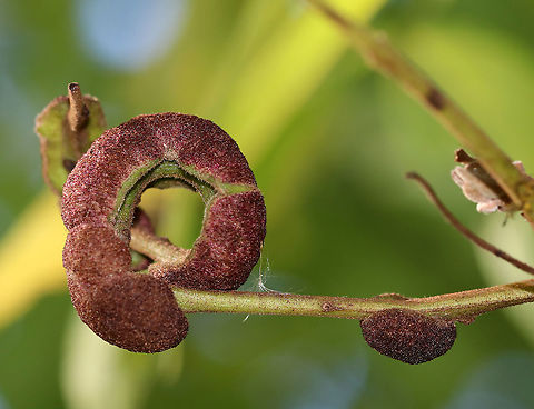 Galls on Black Walnut (Juglans nigra) - Aceria caulis This tree had a bunch of these galls on them. They were really unique.

Habitat: Deciduous forest edge
https://www.jungledragon.com/image/91576/galls_on_black_walnut_juglans_nigra_-_aceria_caulis.html
https://www.jungledragon.com/image/91575/galls_on_black_walnut_juglans_nigra_-_aceria_caulis.html Aceria,Aceria caulis,Geotagged,Juglans,Juglans nigra,Summer,United States,black walnut,black walnut gall,gall mite,mite