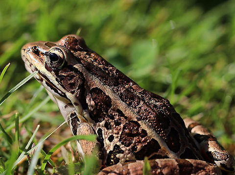 Pickerel Frog - Lithobates palustris Contemplating life, no doubt.

Habitat: Pondside Geotagged,Lithobates,Lithobates palustris,Pickerel frog,Summer,United States,frog