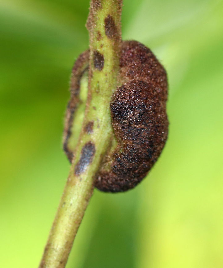 Galls on Black Walnut (Juglans nigra) - Aceria caulis This tree had a bunch of these galls on them. They were really unique.<br />
<br />
Habitat: Deciduous forest edge<br />
<figure class="photo"><a href="https://www.jungledragon.com/image/91572/galls_on_black_walnut_juglans_nigra_-_aceria_caulis.html" title="Galls on Black Walnut (Juglans nigra) - Aceria caulis"><img src="https://s3.amazonaws.com/media.jungledragon.com/images/3232/91572_thumb.jpg?AWSAccessKeyId=05GMT0V3GWVNE7GGM1R2&Expires=1759968010&Signature=1Dp3QNtYLuWg%2Bw8TkgCEIRdTpM4%3D" width="200" height="154" alt="Galls on Black Walnut (Juglans nigra) - Aceria caulis This tree had a bunch of these galls on them. They were really unique.<br />
<br />
Habitat: Deciduous forest edge<br />
https://www.jungledragon.com/image/91576/galls_on_black_walnut_juglans_nigra_-_aceria_caulis.html<br />
https://www.jungledragon.com/image/91575/galls_on_black_walnut_juglans_nigra_-_aceria_caulis.html Aceria,Aceria caulis,Geotagged,Juglans,Juglans nigra,Summer,United States,black walnut,black walnut gall,gall mite,mite" /></a></figure><br />
<figure class="photo"><a href="https://www.jungledragon.com/image/91576/galls_on_black_walnut_juglans_nigra_-_aceria_caulis.html" title="Galls on Black Walnut (Juglans nigra) - Aceria caulis"><img src="https://s3.amazonaws.com/media.jungledragon.com/images/3232/91576_thumb.jpg?AWSAccessKeyId=05GMT0V3GWVNE7GGM1R2&Expires=1759968010&Signature=OtHsVikmivrzUEKvzY2Sr78ILn8%3D" width="200" height="150" alt="Galls on Black Walnut (Juglans nigra) - Aceria caulis This tree had a bunch of these galls on them. They were really unique.<br />
<br />
Habitat: Deciduous forest edge<br />
https://www.jungledragon.com/image/91572/galls_on_black_walnut_juglans_nigra_-_aceria_caulis.html<br />
https://www.jungledragon.com/image/91575/galls_on_black_walnut_juglans_nigra_-_aceria_caulis.html Aceria caulis,Geotagged,Summer,United States" /></a></figure> Aceria caulis,Geotagged,Summer,United States