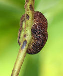 Galls on Black Walnut (Juglans nigra) - Aceria caulis This tree had a bunch of these galls on them. They were really unique.<br />
<br />
Habitat: Deciduous forest edge<br />
https://www.jungledragon.com/image/91572/galls_on_black_walnut_juglans_nigra_-_aceria_caulis.html<br />
https://www.jungledragon.com/image/91576/galls_on_black_walnut_juglans_nigra_-_aceria_caulis.html Aceria caulis,Geotagged,Summer,United States