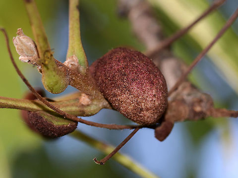 Black Walnut Petiole Gall Mite