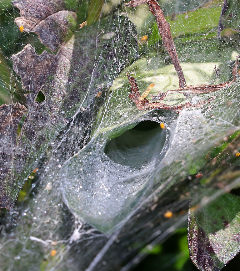 Spider Web Some smart spider set its web up on milkweed. The little yellow spots are oleander aphids that have gotten stuck in the silk. <br />
<br />
Habitat: Meadow Geotagged,Summer,United States,spider web,web