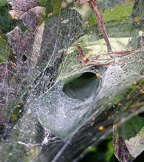 Spider Web Some smart spider set its web up on milkweed. The little yellow spots are oleander aphids that have gotten stuck in the silk. 

Habitat: Meadow Geotagged,Summer,United States,spider web,web