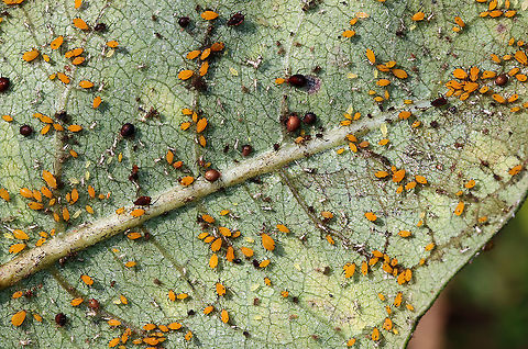 Oleander Aphids - Aphis nerii This milkweed plant had a heavy aphid infestation. The brown ones that look tick-like are aphids that have been parasitized by braconid wasps (Subfamily Aphidiinae). 

Habitat: Meadow Aphis nerii,Geotagged,Milkweed aphid,Summer,United States,aphid,aphid mummy,aphids,parasitized aphids