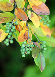 Border Privet - Ligustrum obtusifolium This shrub is an invasive species that is banned in Connecticut and is not considered to be naturalized. Yet, I found it growing wild. This plant is able to escape cultivation and rapidly form dense thickets that can crowd out native species, which is why it is banned in Connecticut. <br />
<br />
It has elliptic-shaped leaves and dark blue fruit (when ripe), which persist on the branches throughout the winter. The fruits on this shrub were not yet ripe.<br />
https://www.jungledragon.com/image/91607/border_privet_-_ligustrum_obtusifolium.html Border privet,Geotagged,Ligustrum,Ligustrum obtusifolium,Summer,United States,privet