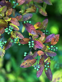 Border Privet - Ligustrum obtusifolium This shrub is an invasive species that is banned in Connecticut and is not considered to be naturalized. Yet, I found it growing wild. This plant is able to escape cultivation and rapidly form dense thickets that can crowd out native species, which is why it is banned in Connecticut.

It has elliptic-shaped leaves and dark blue fruit (when ripe), which persist on the branches throughout the winter. The fruits on this shrub were not yet ripe.
https://www.jungledragon.com/image/91606/border_privet_-_ligustrum_obtusifolium.html Border privet,Geotagged,Ligustrum obtusifolium,Summer,United States