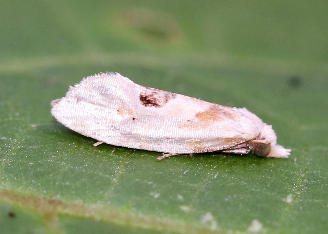 Aethes promptana The colors were pretty washed out, but I think the species ID is correct.<br />
<br />
Habitat: Deciduous forest Aethes,Aethes promptana,Geotagged,Summer,United States,moth
