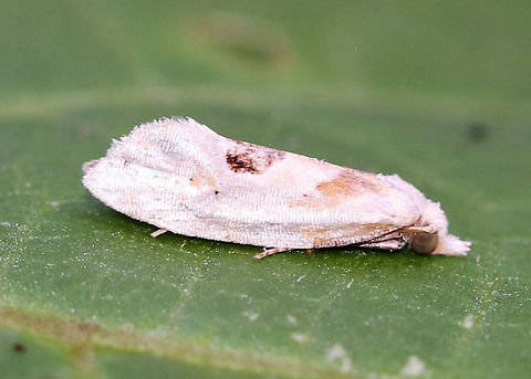 Aethes promptana The colors were pretty washed out, but I think the species ID is correct.

Habitat: Deciduous forest Aethes,Aethes promptana,Geotagged,Summer,United States,moth
