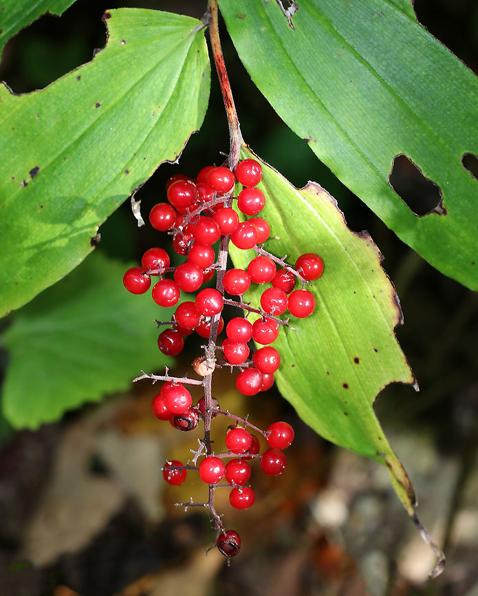 False Solomon's Seal - Maianthemum racemosum <br />
Habitat: Forested floodplain Feathery false lily of the valley,Geotagged,Maianthemum racemosum,Summer,United States