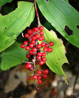 False Solomon's Seal - Maianthemum racemosum 
Habitat: Forested floodplain Feathery false lily of the valley,Geotagged,Maianthemum racemosum,Summer,United States