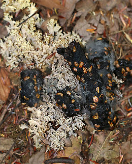 Crested Coral - Clavulina coralloides (with scat and pin mold (Mucorales)) Why?? Some animal (fox, I am guessing) decided to poop on top of this lovely coral fungus. The scat wasn't very fresh and had pin mold growing on it. So, in this photo, we get coral fungus topped with poop, which is covered in pin mold.

Habitat: Mixed forest  Clavulina cristata,Geotagged,Summer,United States,White coral fungus,pin mold,scat