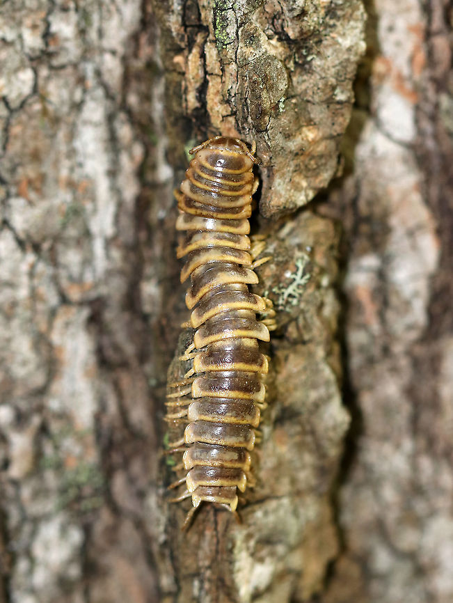 Flat-backed Millipede - Apheloria virginiensis I frequently find these millipedes dead in the autumn. This one was on the trunk of a tree.<br />
<br />
Habitat: Mixed forest Apheloria,Apheloria virginiensis,Flat-backed Millipede,Geotagged,Summer,United States,millipede