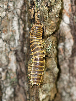 Flat-backed Millipede - Apheloria virginiensis I frequently find these millipedes dead in the autumn. This one was on the trunk of a tree.

Habitat: Mixed forest Apheloria,Apheloria virginiensis,Flat-backed Millipede,Geotagged,Summer,United States,millipede