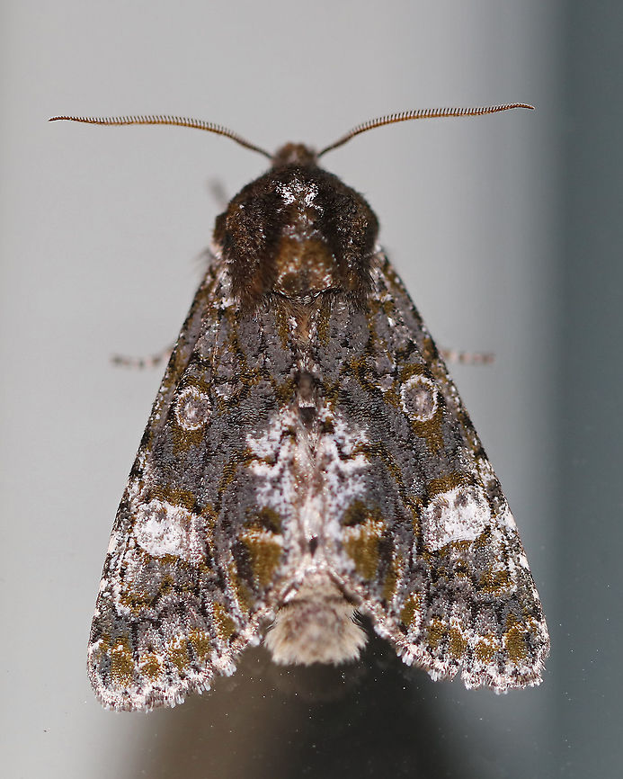 Grote's Sallow - Copivaleria grotei This was my only moth last night, but it was a beauty! <br />
<br />
TL: ~20 mm. Gray FW sprinkled with white scales; indistinct black lines and spots are accented with greenish scales. Large, white reniform spot. Host: Ash<br />
<br />
Habitat: Attracted to a 395 nm LED light in a semi-rural area<br />
<br />
2020(d) Copivaleria,Copivaleria grotei,Geotagged,Grote's Sallow,Spring,United States,moth,sallow