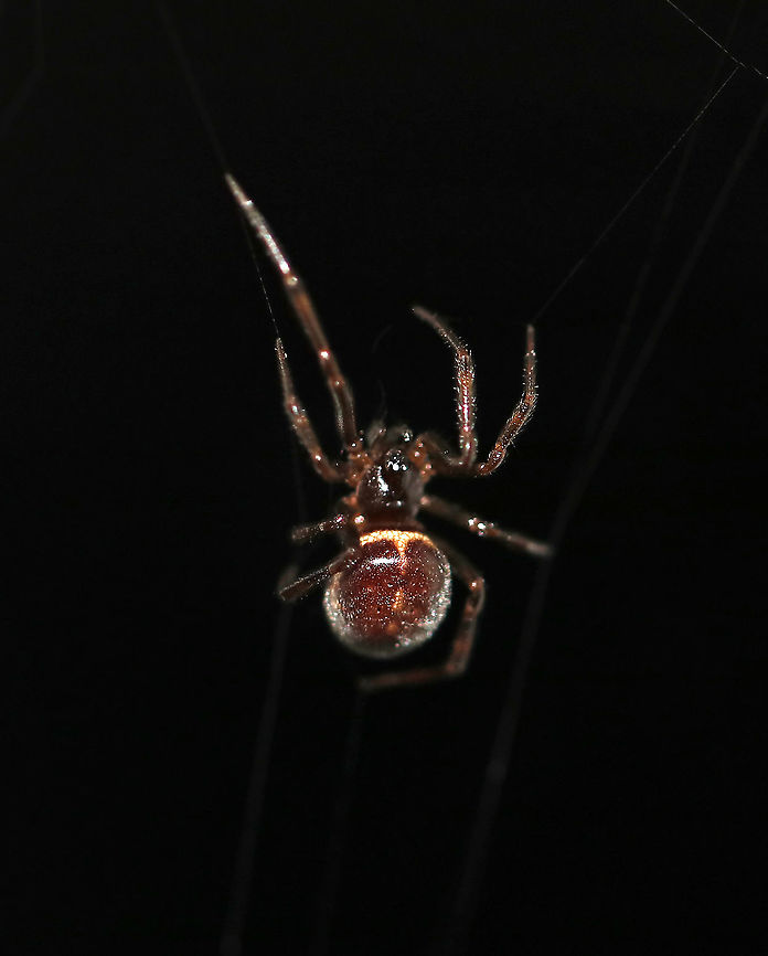 Boreal Combfoot - Steatoda borealis She had a disorganized web squished between two spindles on a fence.<br />
<br />
Habitat: Rural area Boreal Combfoot,Geotagged,Spring,Steatoda,Steatoda borealis,United States,spider