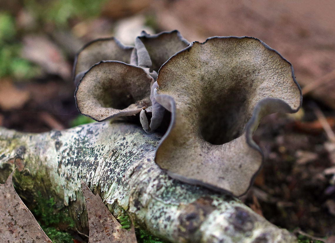 Black Trumpets - Craterellus fallax Fruiting bodies were vase-shaped, and the upper edges were rolled under. The upper surface was brown, and the under surface was gray, wrinkled, and had a whitish bloom.<br />
<br />
Habitat: Deciduous forest Black Trumpets,Craterellus fallax,Geotagged,Summer,United States,fungus,trumpets