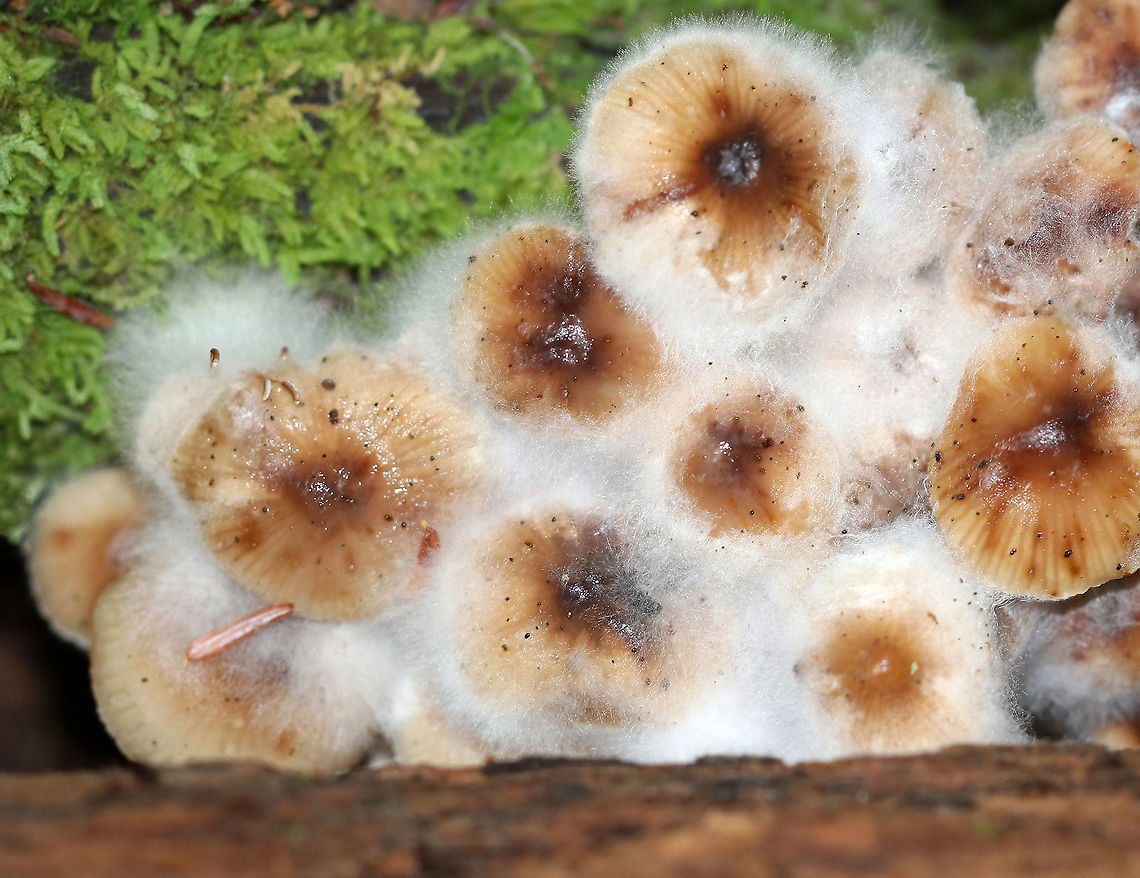 White Mold on Mushrooms (Mycena sp.) White mold growing on a cluster of Mycena sp. mushrooms, which were growing in moss <br />
<br />
Habitat: Mixed forest Geotagged,LBM,Mycena,Summer,United States,fungus,mold,mushroom