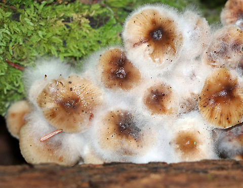 White Mold on Mushrooms (Mycena sp.) White mold growing on a cluster of Mycena sp. mushrooms, which were growing in moss 

Habitat: Mixed forest Geotagged,LBM,Mycena,Summer,United States,fungus,mold,mushroom