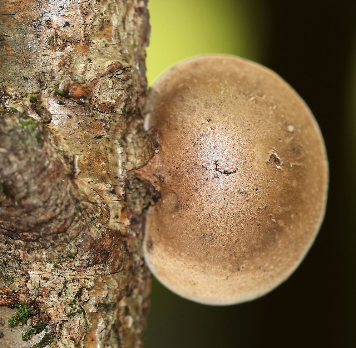 Birch Polypore - Fomitopsis betulina Fruiting body: fan-shaped; no stem; white pore surface<br />
<br />
Habitat: Birch<br />
<figure class="photo"><a href="https://www.jungledragon.com/image/91668/birch_polypore_-_fomitopsis_betulina.html" title="Birch Polypore - Fomitopsis betulina"><img src="https://s3.amazonaws.com/media.jungledragon.com/images/3232/91668_thumb.jpg?AWSAccessKeyId=05GMT0V3GWVNE7GGM1R2&Expires=1759968010&Signature=3ysONDKmSqDuserILLnA8CdCY68%3D" width="148" height="152" alt="Birch Polypore - Fomitopsis betulina Fruiting body: fan-shaped; no stem; white pore surface<br />
<br />
Habitat: Birch<br />
https://www.jungledragon.com/image/91664/birch_polypore_-_fomitopsis_betulina.html Birch polypore,Fomitopsis betulina,Geotagged,Summer,United States" /></a></figure> Birch polypore,Fomitopsis,Fomitopsis betulina,Geotagged,Summer,United States,polypore