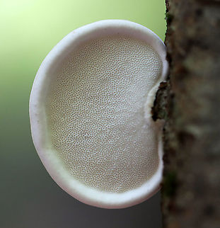 Birch Polypore - Fomitopsis betulina Fruiting body: fan-shaped; no stem; white pore surface

Habitat: Birch
https://www.jungledragon.com/image/91664/birch_polypore_-_fomitopsis_betulina.html Birch polypore,Fomitopsis betulina,Geotagged,Summer,United States