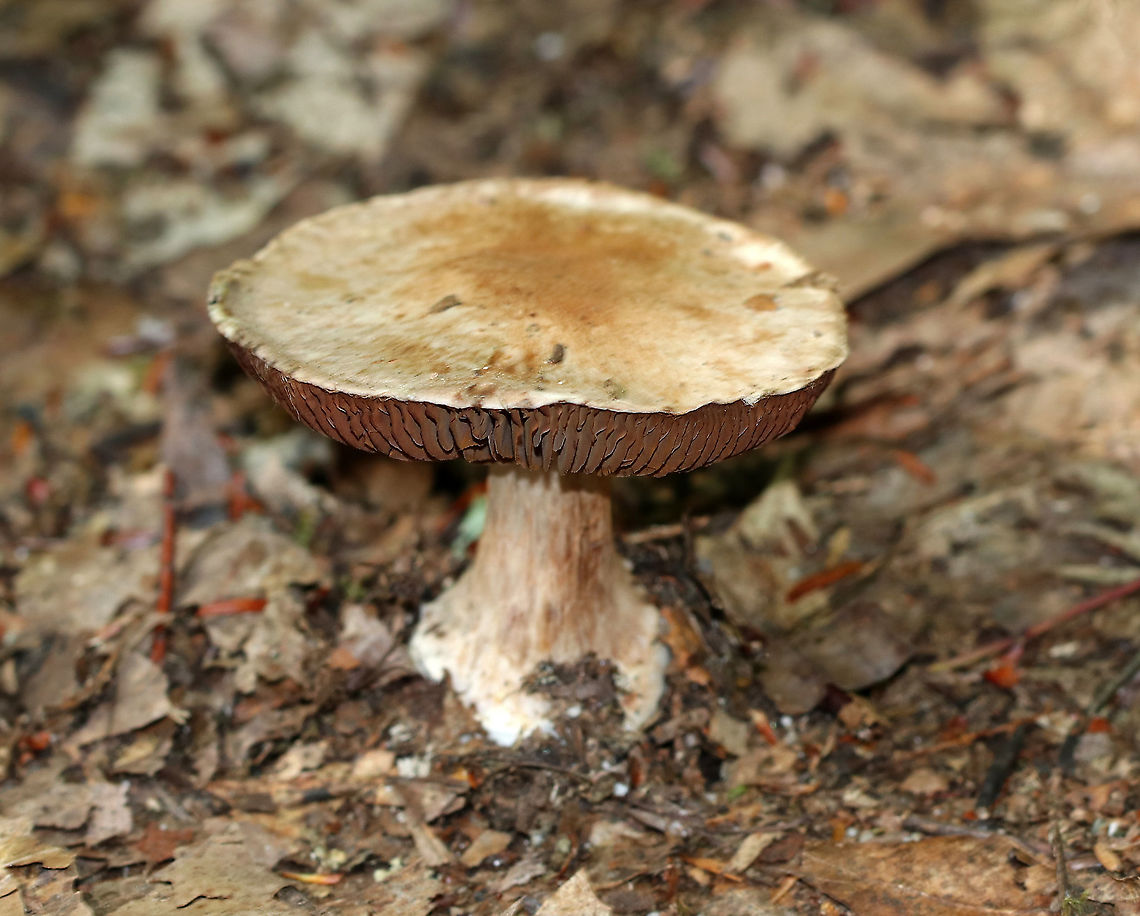 Cortinarius sp. Habitat: Mostly deciduous forest<br />
<figure class="photo"><a href="https://www.jungledragon.com/image/91670/cortinarius_sp.html" title="Cortinarius sp."><img src="https://s3.amazonaws.com/media.jungledragon.com/images/3232/91670_thumb.jpg?AWSAccessKeyId=05GMT0V3GWVNE7GGM1R2&Expires=1759968010&Signature=mLBmY434ij6EYoRtwXqwIr91wEo%3D" width="200" height="186" alt="Cortinarius sp. Habitat: Mostly deciduous forest<br />
https://www.jungledragon.com/image/91669/cortinarius_sp.html Geotagged,Summer,United States" /></a></figure> Cortinarius,Geotagged,Summer,United States,fungus,mushroom