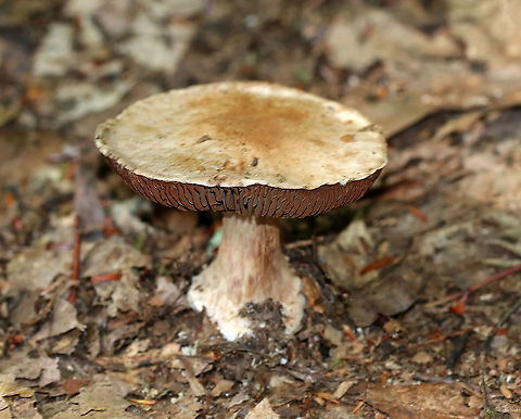 Cortinarius sp. Habitat: Mostly deciduous forest
https://www.jungledragon.com/image/91670/cortinarius_sp.html Cortinarius,Geotagged,Summer,United States,fungus,mushroom