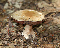Cortinarius sp. Habitat: Mostly deciduous forest<br />
https://www.jungledragon.com/image/91670/cortinarius_sp.html Cortinarius,Geotagged,Summer,United States,fungus,mushroom