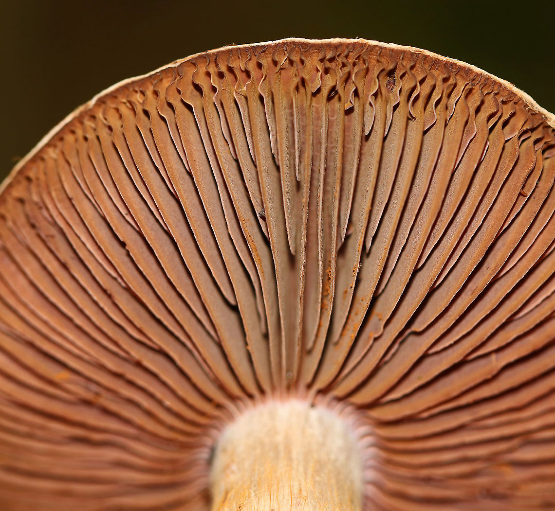 Cortinarius sp. Habitat: Mostly deciduous forest<br />
<figure class="photo"><a href="https://www.jungledragon.com/image/91669/cortinarius_sp.html" title="Cortinarius sp."><img src="https://s3.amazonaws.com/media.jungledragon.com/images/3232/91669_thumb.jpg?AWSAccessKeyId=05GMT0V3GWVNE7GGM1R2&Expires=1770854410&Signature=5XE6FJ6YB4Wk5d%2BBHwbTlm6p24U%3D" width="200" height="162" alt="Cortinarius sp. Habitat: Mostly deciduous forest<br />
https://www.jungledragon.com/image/91670/cortinarius_sp.html Cortinarius,Geotagged,Summer,United States,fungus,mushroom" /></a></figure> Geotagged,Summer,United States