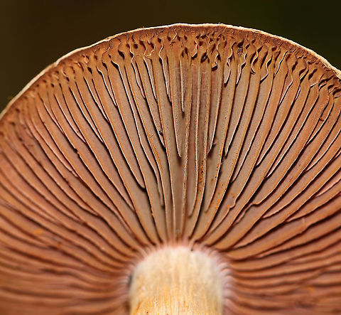 Cortinarius sp. Habitat: Mostly deciduous forest
https://www.jungledragon.com/image/91669/cortinarius_sp.html Geotagged,Summer,United States