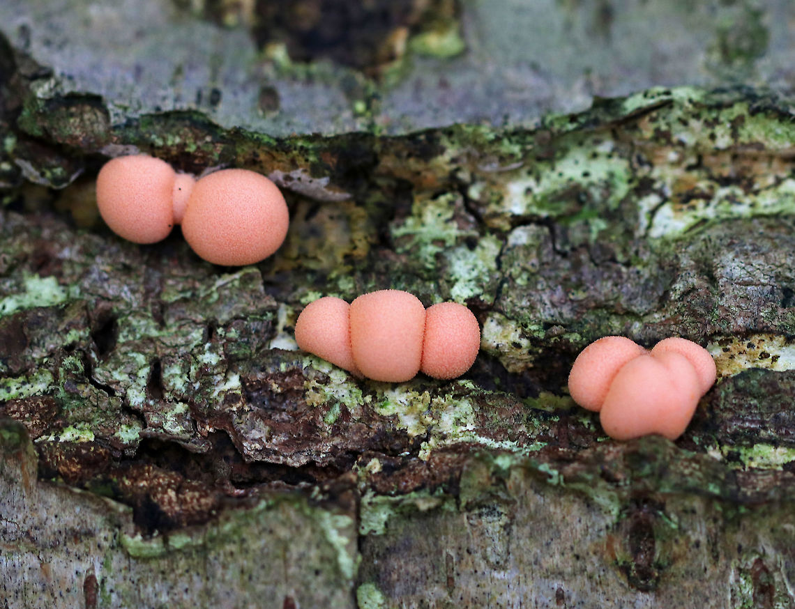 Wolf's Milk - Lycogala epidendrum Such a pretty slime!<br />
<br />
Small, pink aethalia that resemble fuzzy pink blobs. When you poke the, pink, gooey, slime oozes out.<br />
<br />
Habitat: Rotting wood Geotagged,Lycogala epidendrum,Summer,United States,Wolf's milk,slime mold