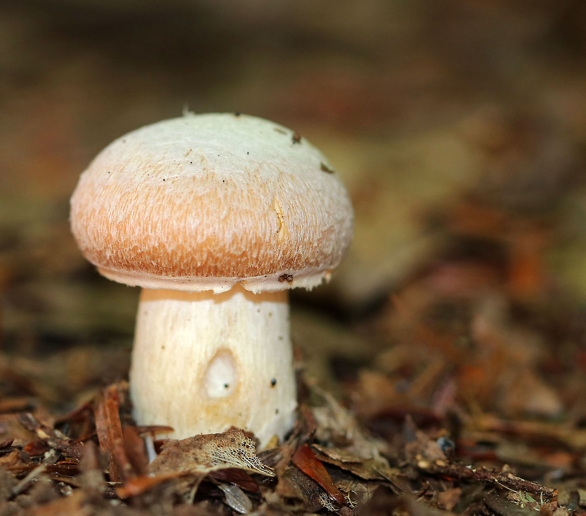 Gypsy Mushroom - Cortinarius caperatus Convex, tannish pink cap with lots of white fibers near the center. Pale tan gills that were wavy and attached to the stem. The stem was whitish.<br />
<br />
Habitat: Growing on the ground in a mixed forest<br />
<figure class="photo"><a href="https://www.jungledragon.com/image/91676/gypsy_mushroom_-_cortinarius_caperatus.html" title="Gypsy Mushroom - Cortinarius caperatus"><img src="https://s3.amazonaws.com/media.jungledragon.com/images/3232/91676_thumb.jpg?AWSAccessKeyId=05GMT0V3GWVNE7GGM1R2&Expires=1759968010&Signature=%2F%2FpBGHQ0EXfJ2uC30q9pQNY1pZM%3D" width="200" height="162" alt="Gypsy Mushroom - Cortinarius caperatus Convex, tannish pink cap with lots of white fibers near the center. Pale tan gills that were wavy and attached to the stem. The stem was whitish.<br />
<br />
Habitat: Growing on the ground in a mixed forest.<br />
https://www.jungledragon.com/image/91675/gypsy_mushroom_-_cortinarius_caperatus.html Cortinarius caperatus,Geotagged,Gypsy mushroom,Summer,United States" /></a></figure> Cortinarius caperatus,Geotagged,Gypsy mushroom,Summer,United States