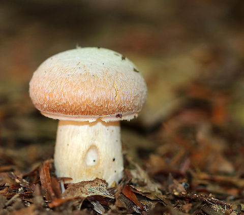 Gypsy Mushroom - Cortinarius caperatus Convex, tannish pink cap with lots of white fibers near the center. Pale tan gills that were wavy and attached to the stem. The stem was whitish.

Habitat: Growing on the ground in a mixed forest
https://www.jungledragon.com/image/91676/gypsy_mushroom_-_cortinarius_caperatus.html Cortinarius caperatus,Geotagged,Gypsy mushroom,Summer,United States